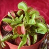 Venus Fly Trap 2 Venus Fly Trap -Yougarden Shop 800155