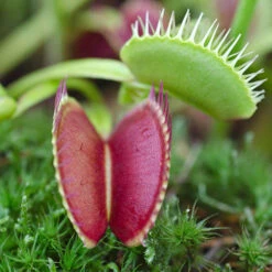 Venus Fly Trap 10 Venus Fly Trap -Yougarden Shop 800155 2