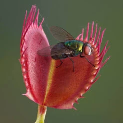 Venus Fly Trap 12 Venus Fly Trap -Yougarden Shop 800155 4