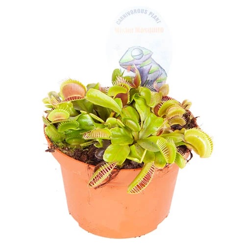 Venus Fly Trap 8 Venus Fly Trap - Image 6