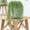 String Of Beads (Senecio Rowleyanus) -Yougarden Shop 800177