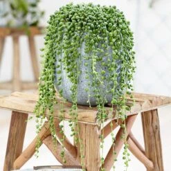 String Of Beads (Senecio Rowleyanus)