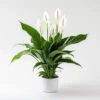 Peace Lily Spathiphyllum 'Sweet Silver' -Yougarden Shop 800179