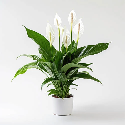 Peace Lily Spathiphyllum 'Sweet Silver' 3 Peace Lily Spathiphyllum 'Sweet Silver'