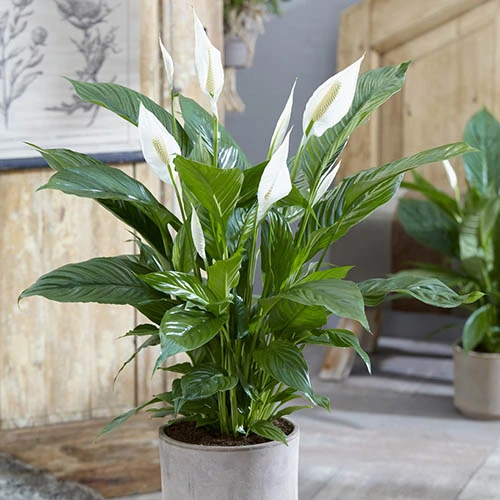 Peace Lily Spathiphyllum 'Sweet Silver' 4 Peace Lily Spathiphyllum 'Sweet Silver' - Image 2