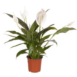 Peace Lily Spathiphyllum 'Sweet Silver' 7 Peace Lily Spathiphyllum 'Sweet Silver' -Yougarden Shop 800179 2