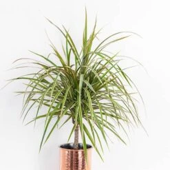 Houseplant Mix 3 Plants -Yougarden Shop 800196 2