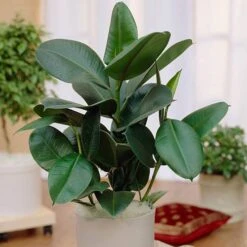 Houseplant Mix 3 Plants -Yougarden Shop 800196 4