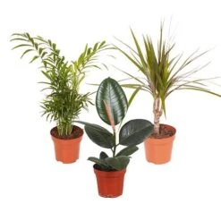 Houseplant Mix 3 Plants -Yougarden Shop 800196 5