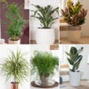 Houseplant Mix 6 Plants 2 Houseplant Mix 6 Plants -Yougarden Shop 800197
