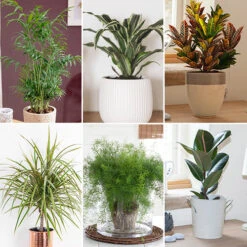 Houseplant Mix 6 Plants