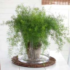 Houseplant Mix 6 Plants -Yougarden Shop 800197 2