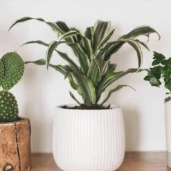 Houseplant Mix 6 Plants -Yougarden Shop 800197 4