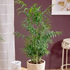 Houseplant Mix 6 Plants -Yougarden Shop 800197 6