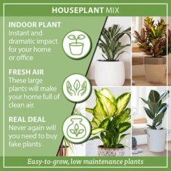 Houseplant Mix 6 Plants -Yougarden Shop 800197 7