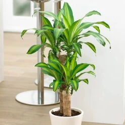 Dragon Tree Dracaena Fragrans 'Yellow Coast'