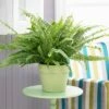 Nephrolepis Exaltata 'Sonata' (Boston Fern) -Yougarden Shop 800200