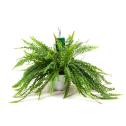 Nephrolepis Exaltata 'Sonata' (Boston Fern) -Yougarden Shop 800200 2