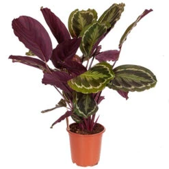 Prayer Plant Calathea 'Medallion' -Yougarden Shop 800212 2