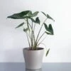 Alocasia Zebrina -Yougarden Shop 800237