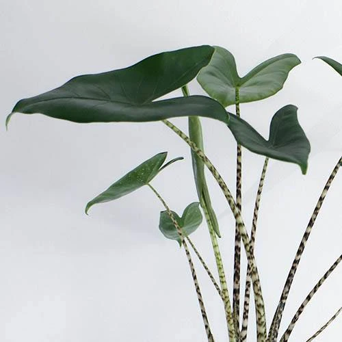 Alocasia Zebrina 4 Alocasia Zebrina - Image 2