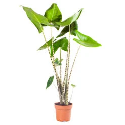 Alocasia Zebrina 7 Alocasia Zebrina -Yougarden Shop 800237 2