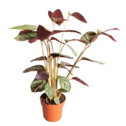 Ctenanthe Burle-marxii -Yougarden Shop 800244 3
