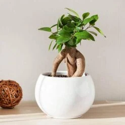 Ficus Microcarpa Ginseng