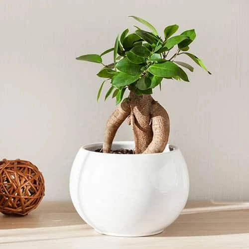 Ficus Microcarpa Ginseng 3 Ficus Microcarpa Ginseng