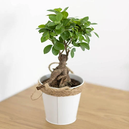 Ficus Microcarpa Ginseng 4 Ficus Microcarpa Ginseng - Image 2