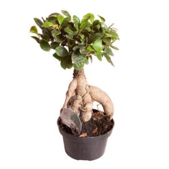 Ficus Microcarpa Ginseng 7 Ficus Microcarpa Ginseng -Yougarden Shop 800251 2
