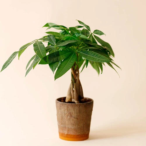 Pachira Aquatica 4 Pachira Aquatica - Image 2