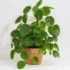 Chinese Money Plant 2 Chinese Money Plant -Yougarden Shop 800263