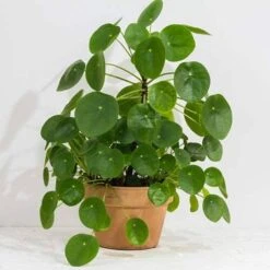 Chinese Money Plant