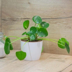 Chinese Money Plant -Yougarden Shop 800263 2