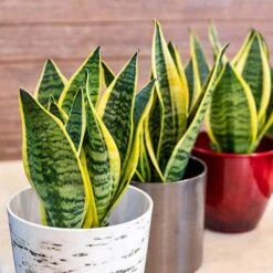 Sansevieria Trifasciata Laurentii 'Snake Plant'