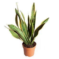 Sansevieria Trifasciata Laurentii 'Snake Plant' -Yougarden Shop 800265 2