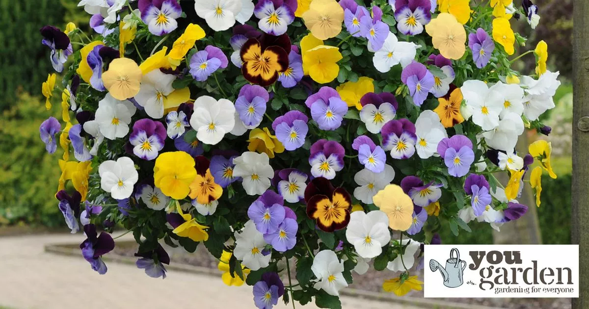 Front Page -Yougarden Shop 5645